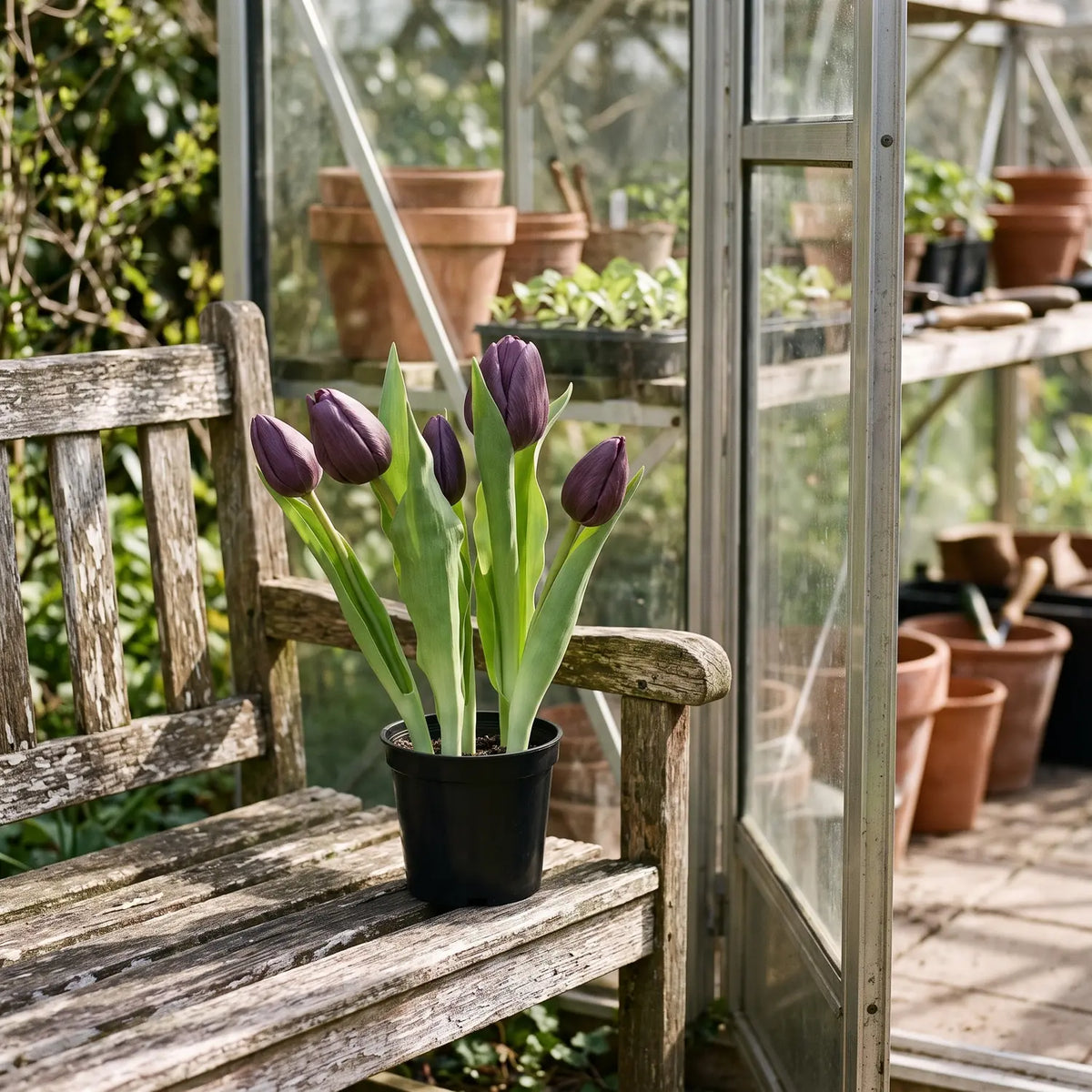 Artificial Purple Tulips in Pot on a garden bench by a greenhouse